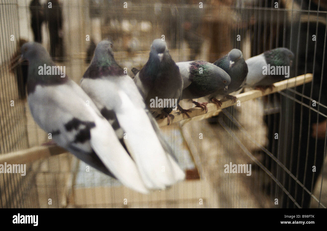 Pigeons in cages at the International Pigeon exhibition on Sokolniki
