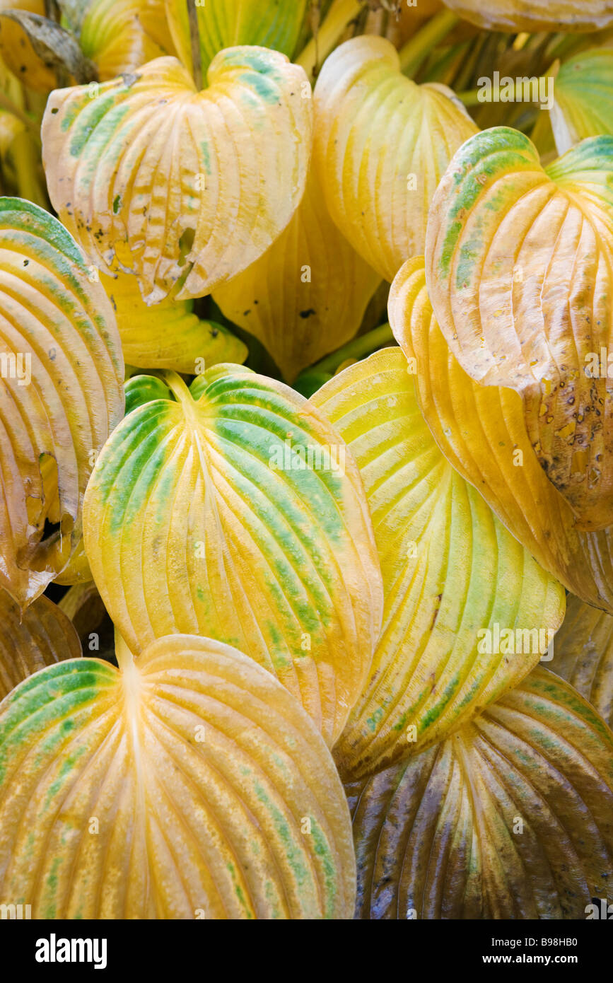 Variegated hosta leaves Stock Photo