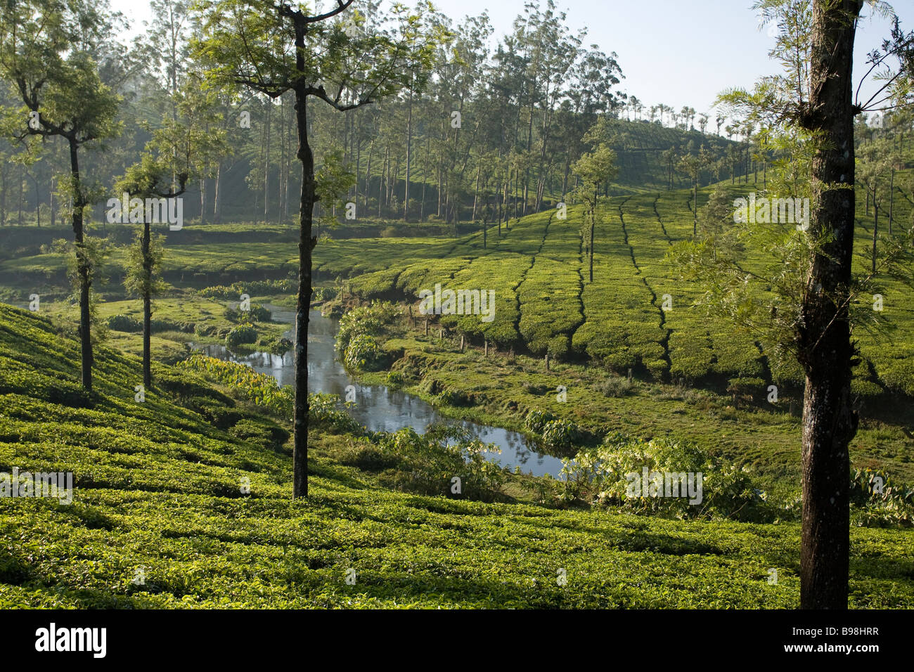 India tea estate hires stock photography and images Alamy