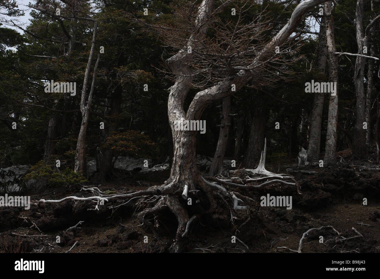 Aokigahara forest japan hi-res stock photography and images - Alamy
