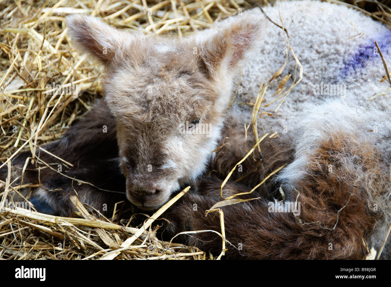 A newly born lamb in a pen in High Ellington, near masham Stock Photo ...