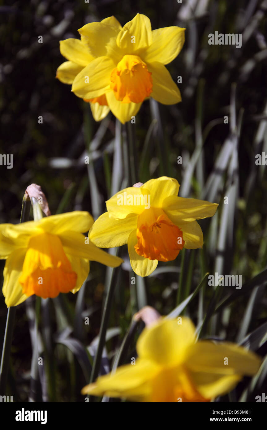 Daffodils, bright, with desaturated background Stock Photo