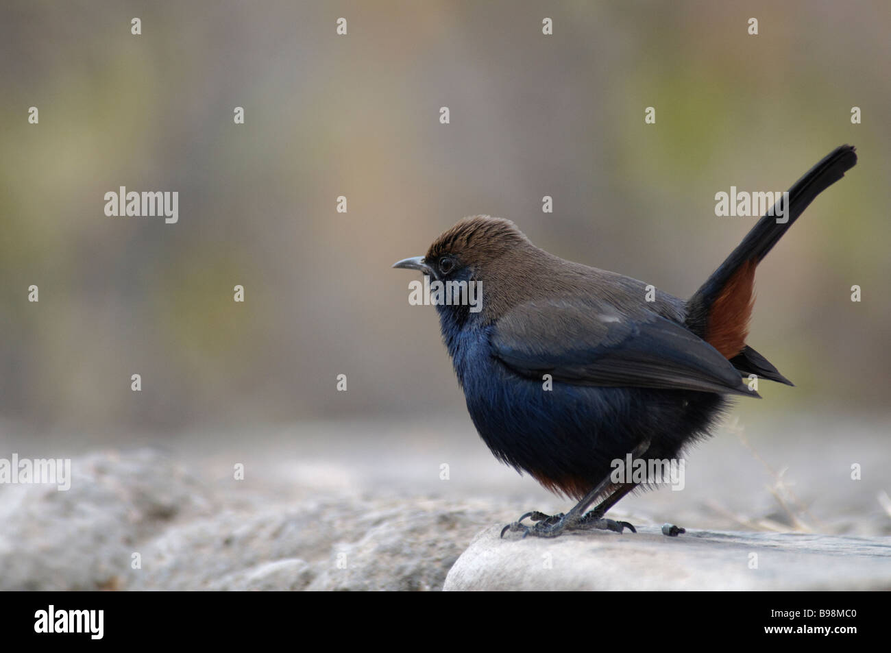 Male Indian Robin Saxicoloides fulicata cambaiensis sitting on stone wall in Jaipur India Stock Photo