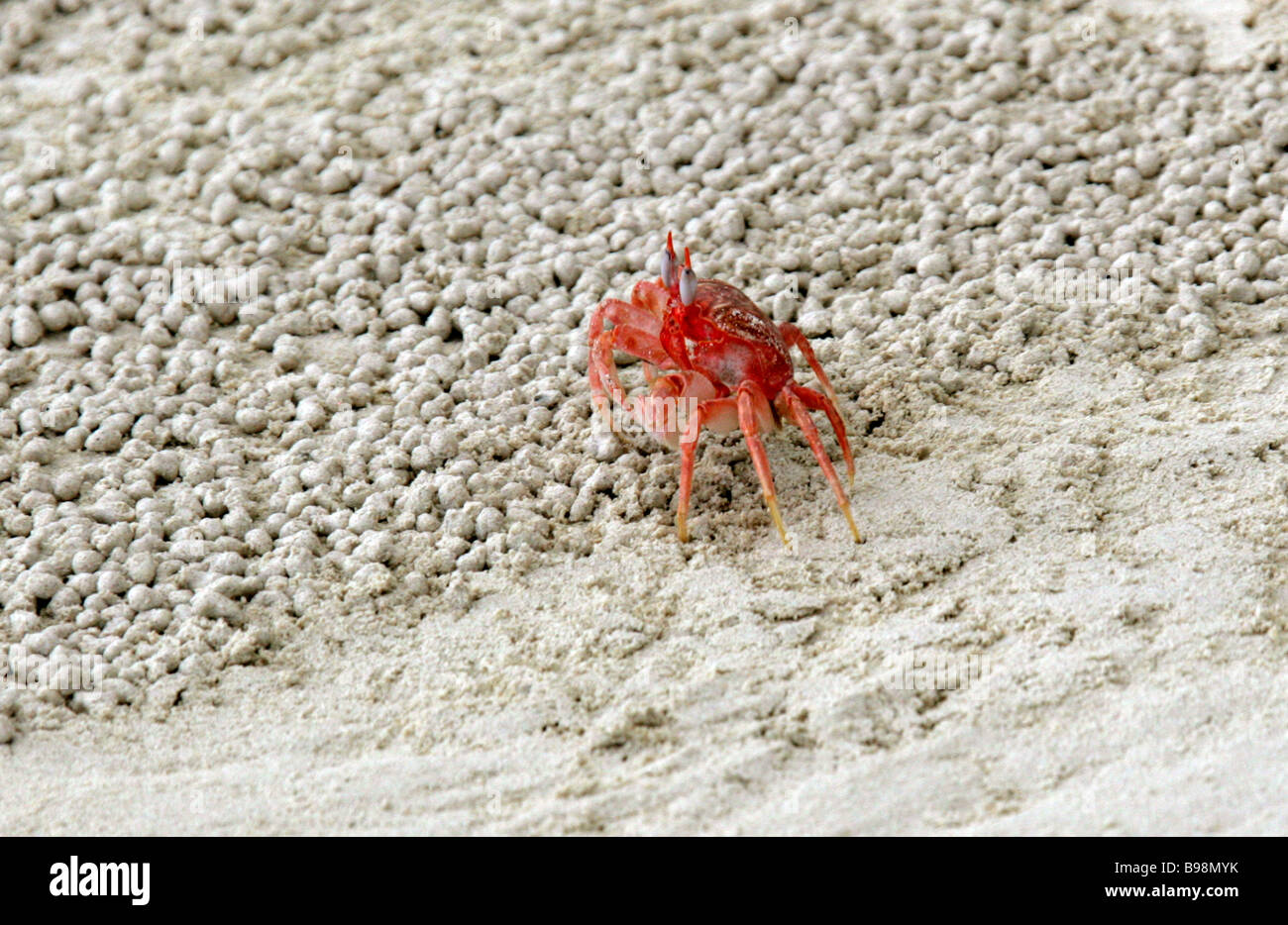 Galapagos Ghost Crab, Ocypode gaudichaudii, San Cristobal Island, Galapagos Islands, Ecuador, South America Stock Photo