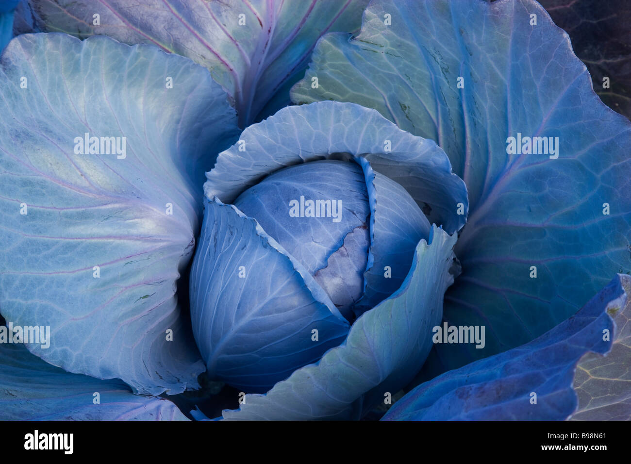 Cabbage head plant hires stock photography and images Alamy
