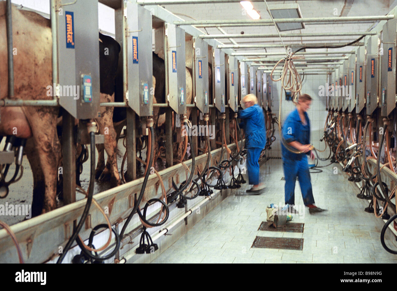 Комплекс по производству молока. Молзавод владикавказ. Белорусское молоко в россии. Роботизированная карусель gea dairyproq. Молочный цех оборудование.