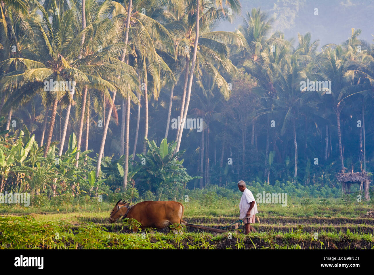 Man ploughing Candidasa, East Bali, Indonesia Stock Photo
