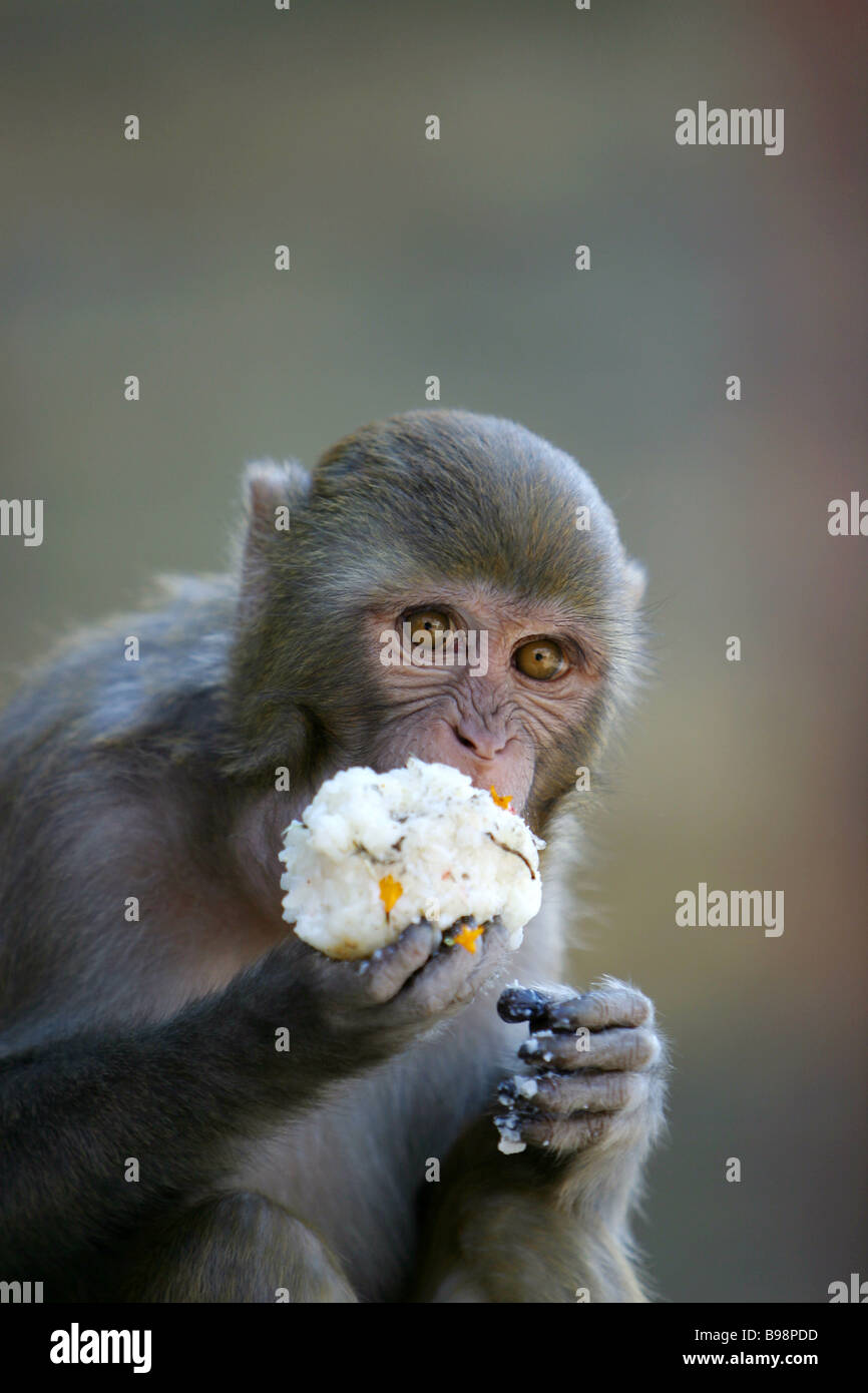 a-monkey-eats-rice-at-the-pashupatinath-temple-on-the-banks-of-the-B98PDD.jpg