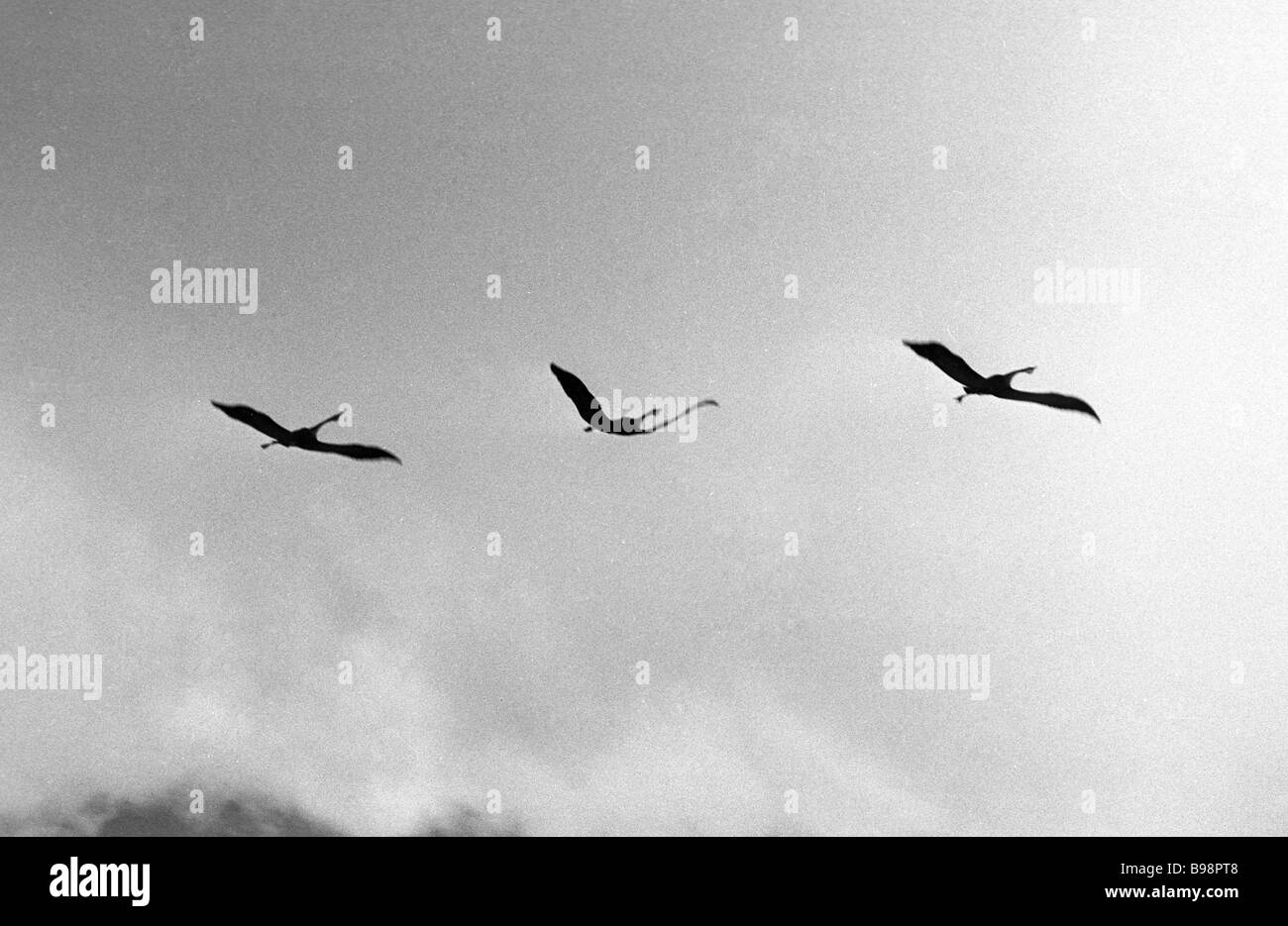 Cranes in the sky westcoastmaha