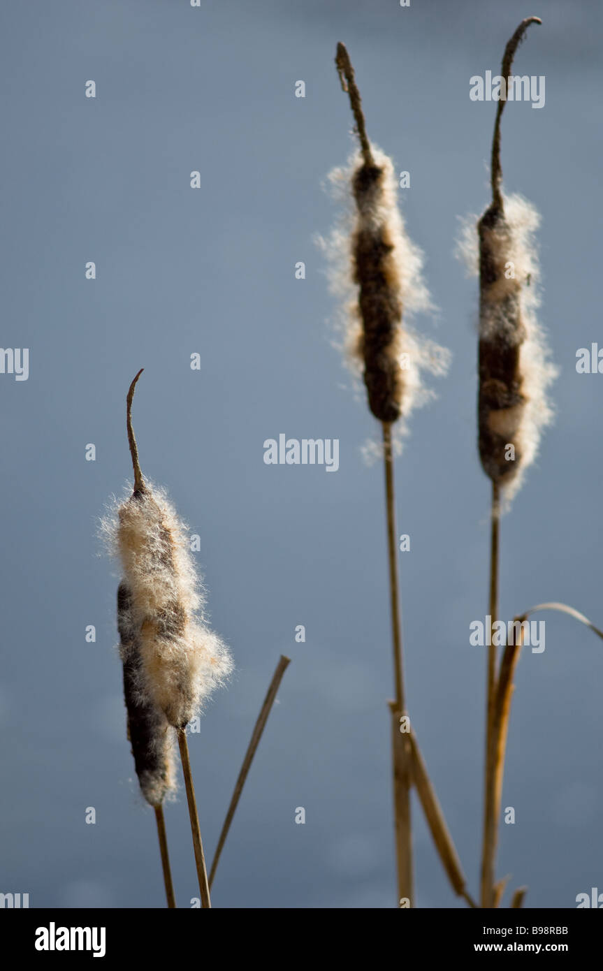 Bull Rushes Seed Exploded Seeding bullrush hi-res stock photography and images - Alamy