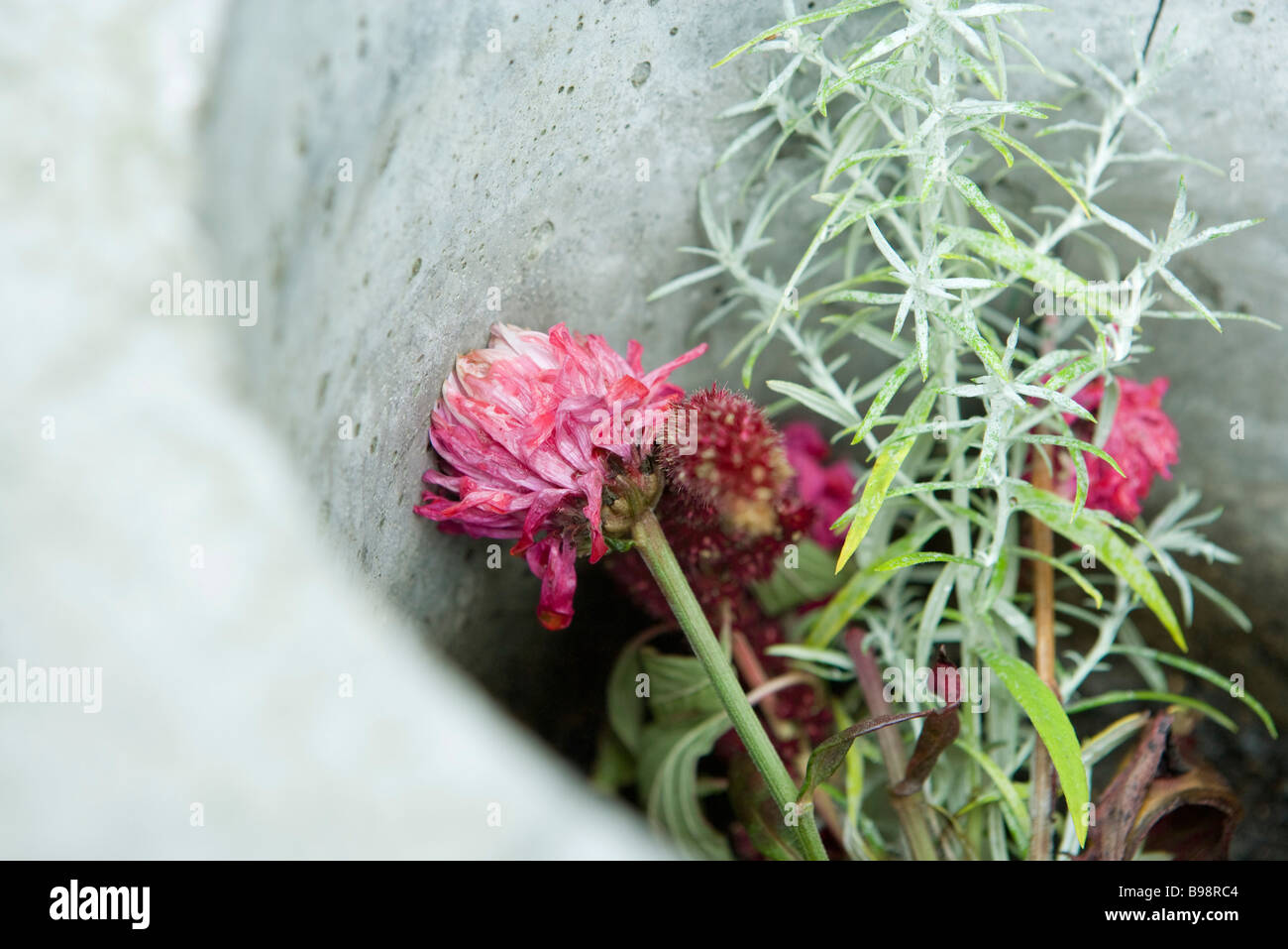 Dying plants in container Stock Photo Alamy