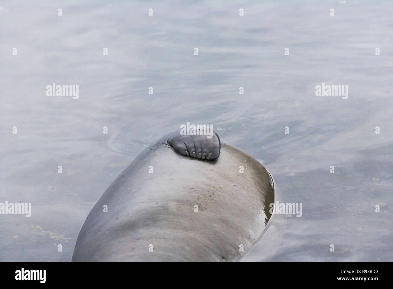 Elephant seal (Mirounga leonina) swim in water South Georgia Antarctica Stock Photo
