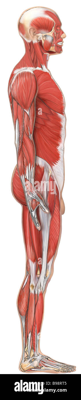 Anatomy of the Muscular System: Lateral View Stock Photo - Alamy
