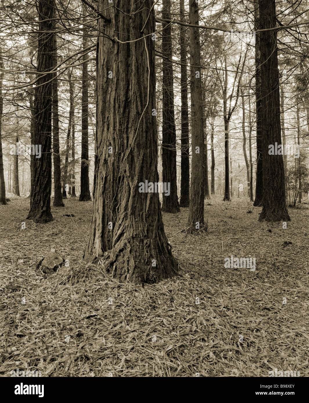 Trees in Brockley Combe, Brockley, North Somerset, England Stock Photo