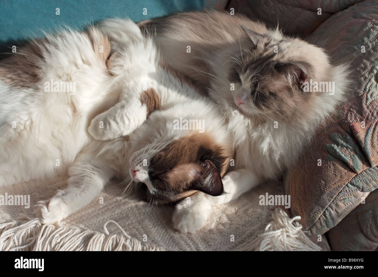Fast asleep Two young Ragdoll cats cuddling together in an armchair Stock Photo