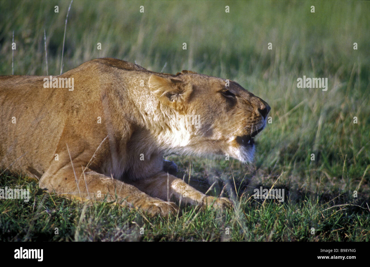 Mature lioness crouching and roaring Masai Mara National Reserve Kenya East Africa Stock Photo