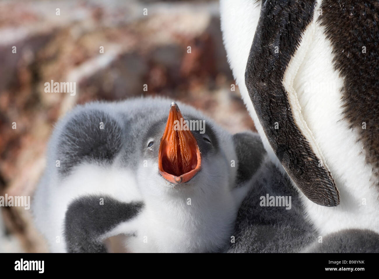 Gentoo Penguin (Pygoscelis papua) chick Antarctica Stock Photo