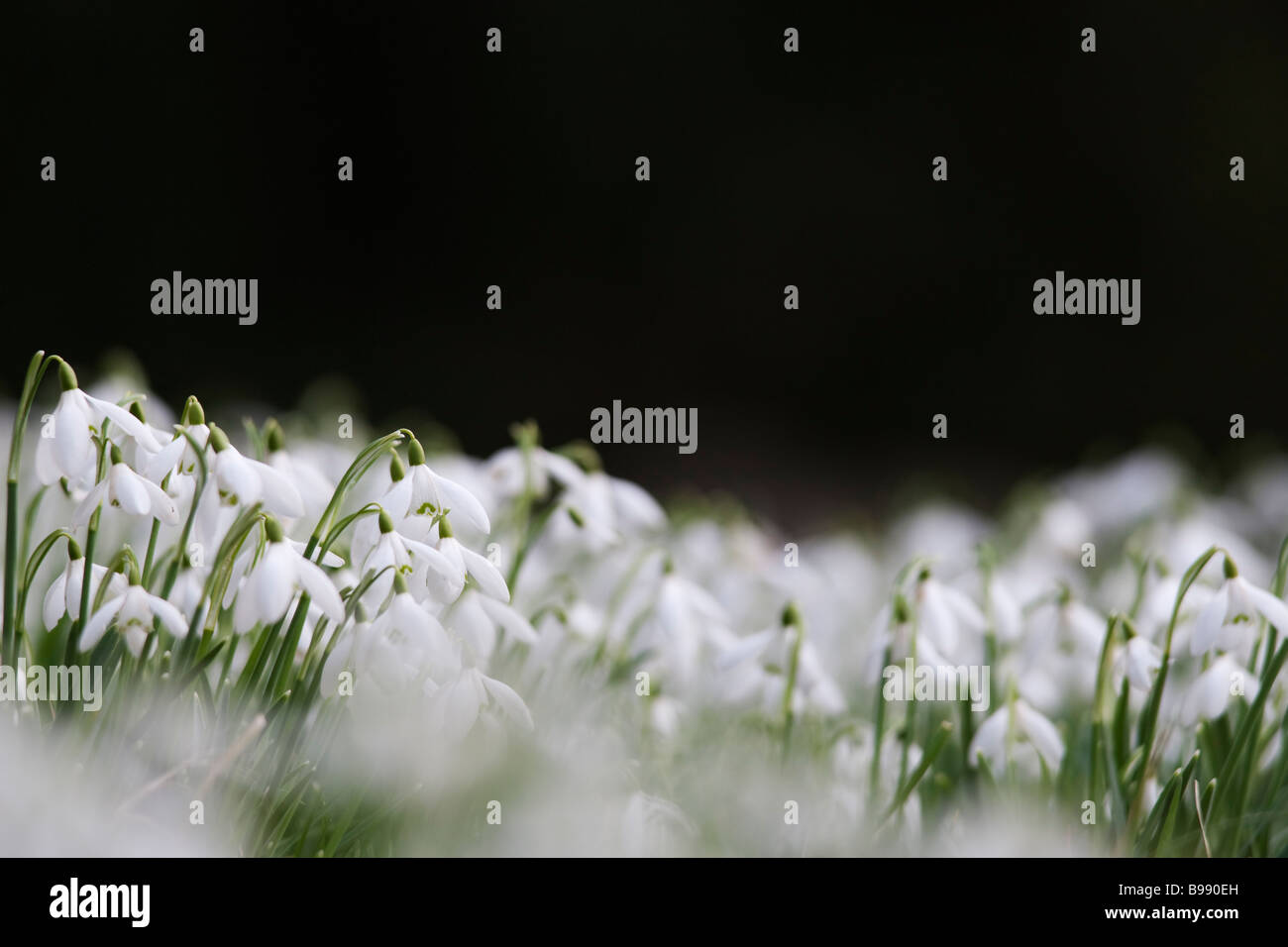 Snowdrops Galanthus nivalis Howick Hall Northumberland UK Stock Photo