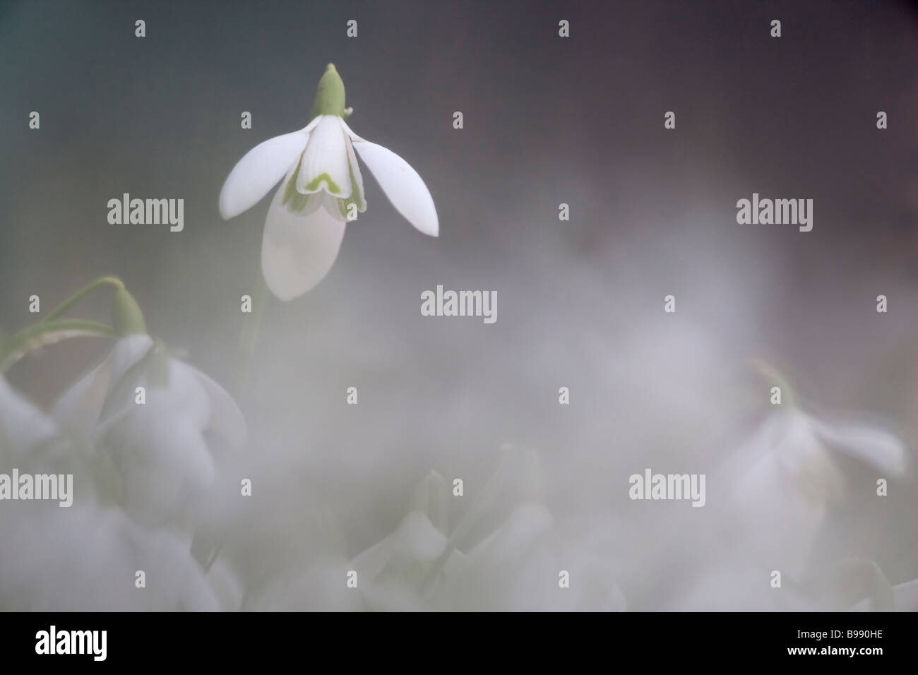 Snowdrops Galanthus nivalis Howick Hall Northumberland UK Stock Photo