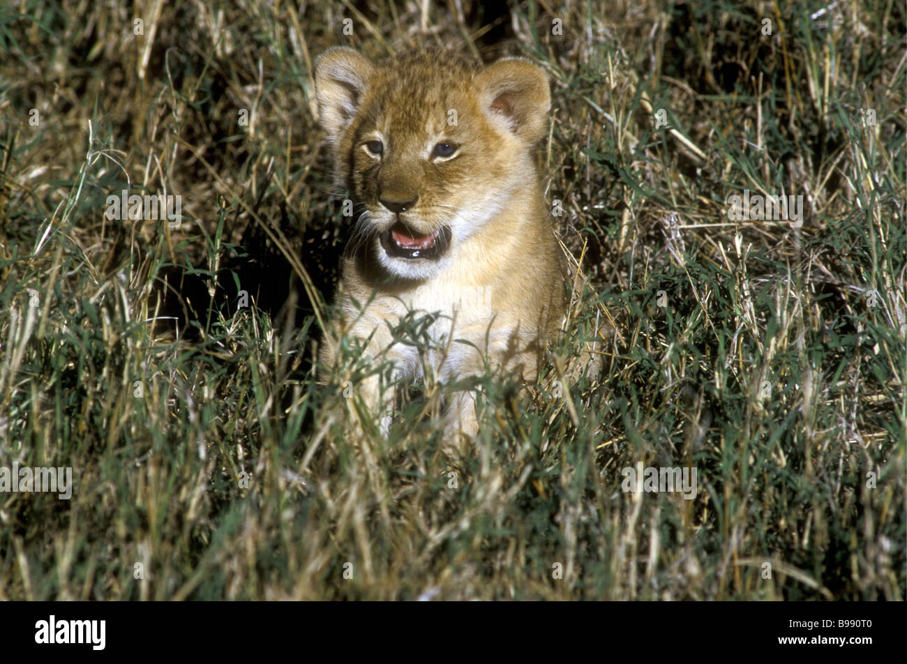 Very young lion cub about three weeks old sitting in grass Note his blue eyes Masai Mara National Reserve Kenya East Africa Stock Photo