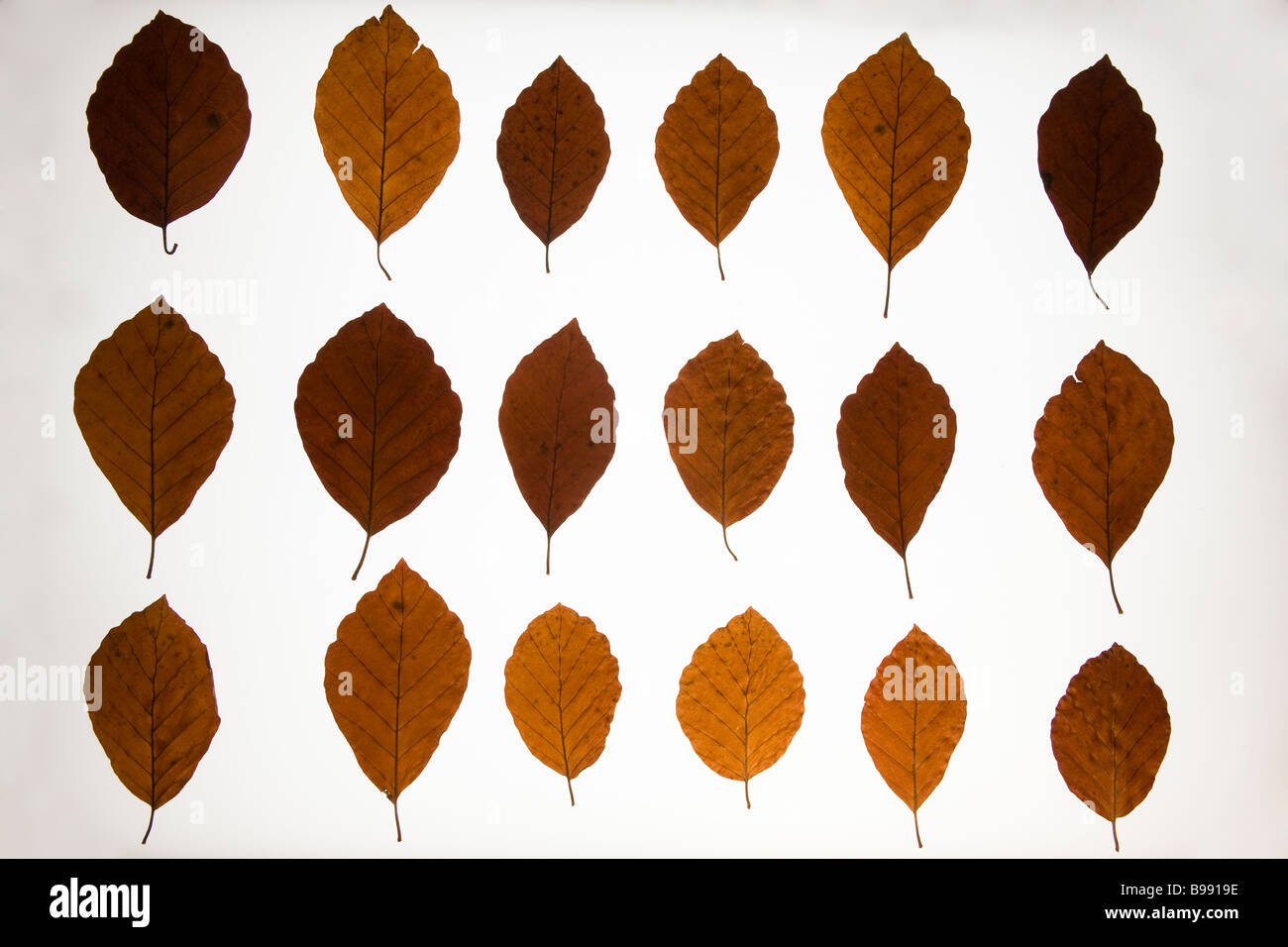 Beech leaves Fagus sylvatica autumnal abstract UK Stock Photo