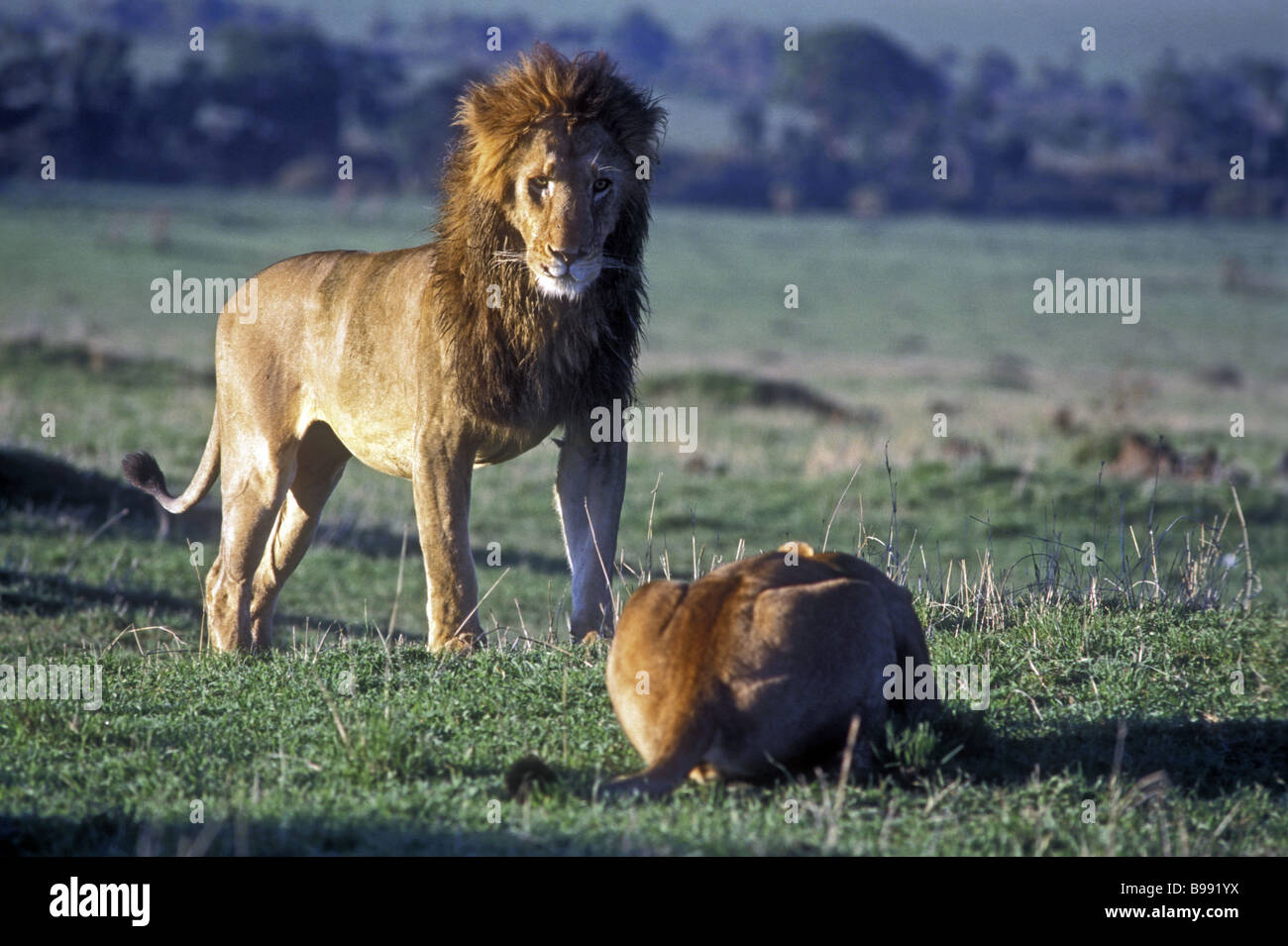 Mature male lion stands dominant over submissive female prior to mating Masai Mara National Reserve Kenya East Africa Stock Photo