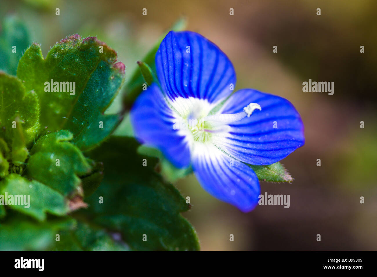 Common field speedwell hi-res stock photography and images - Alamy