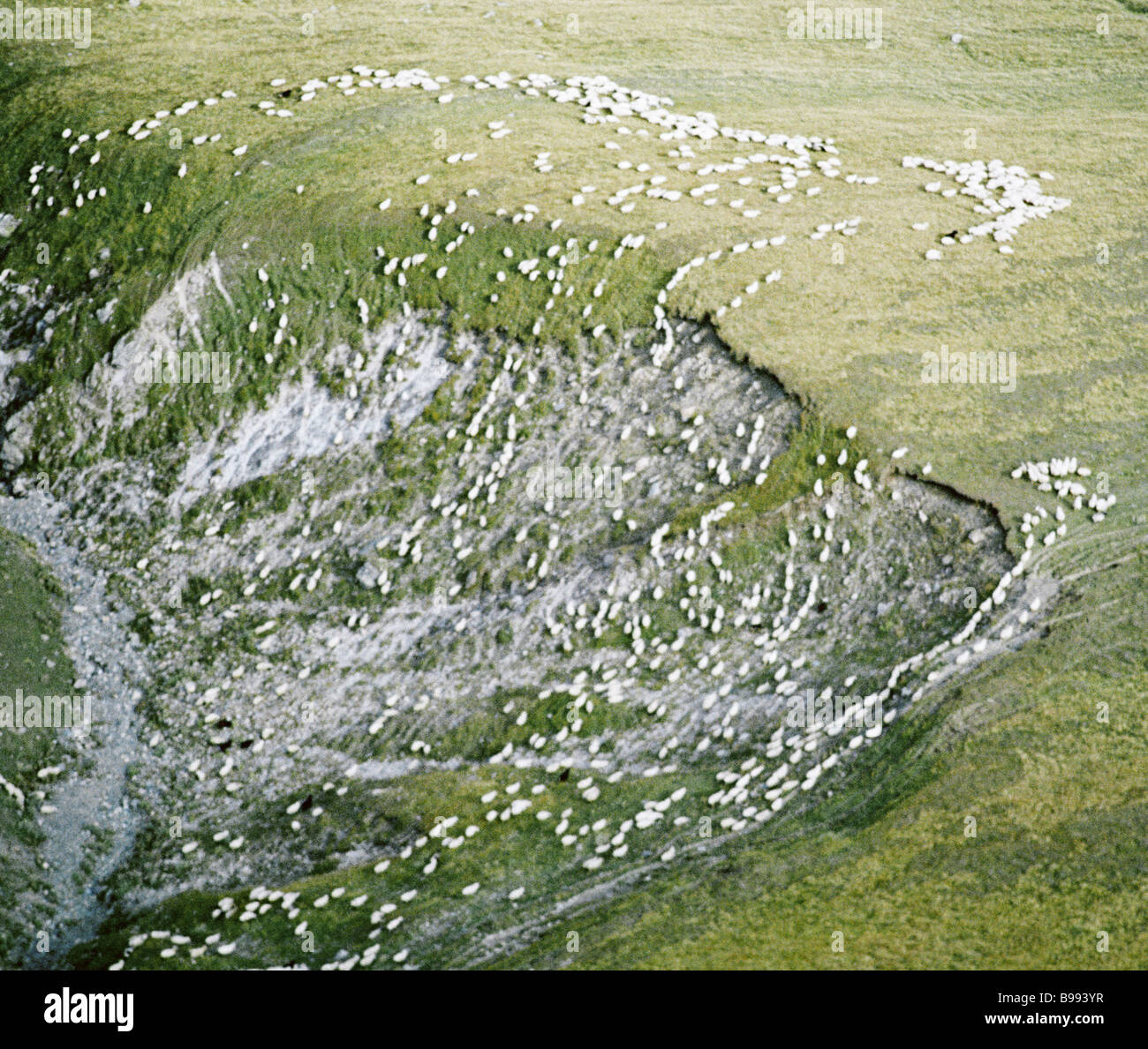 A sheep herd is grazing in the Alpine meadows of Georgia Stock Photo ...