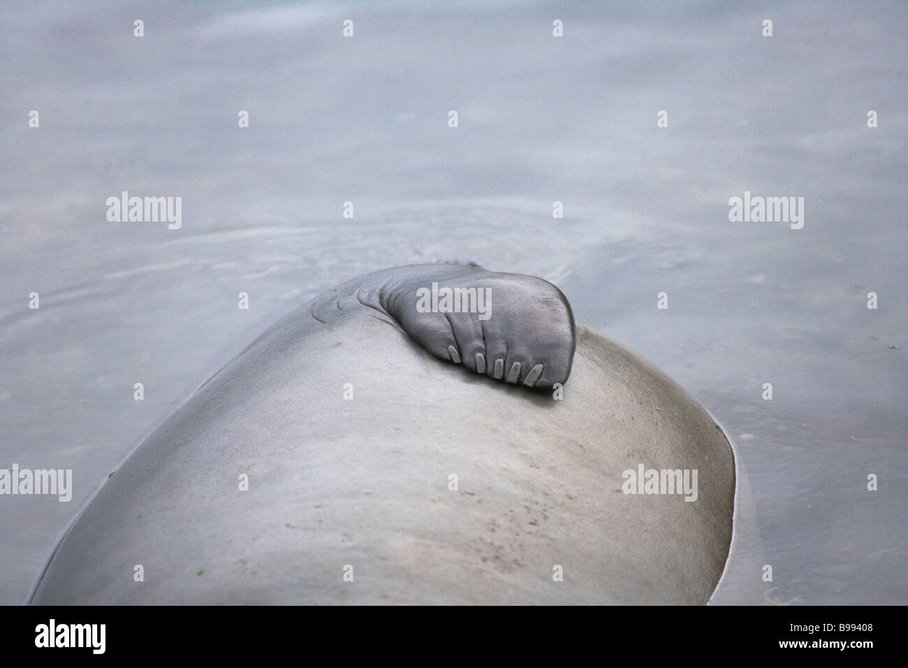 Elephant seal (Mirounga leonina) swim in water South Georgia Antarctica Stock Photo