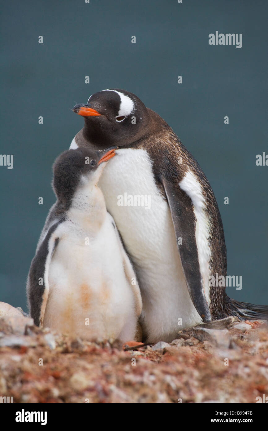 Gentoo Penguins (Pygoscelis papua) mother with chick Antarctica Stock Photo