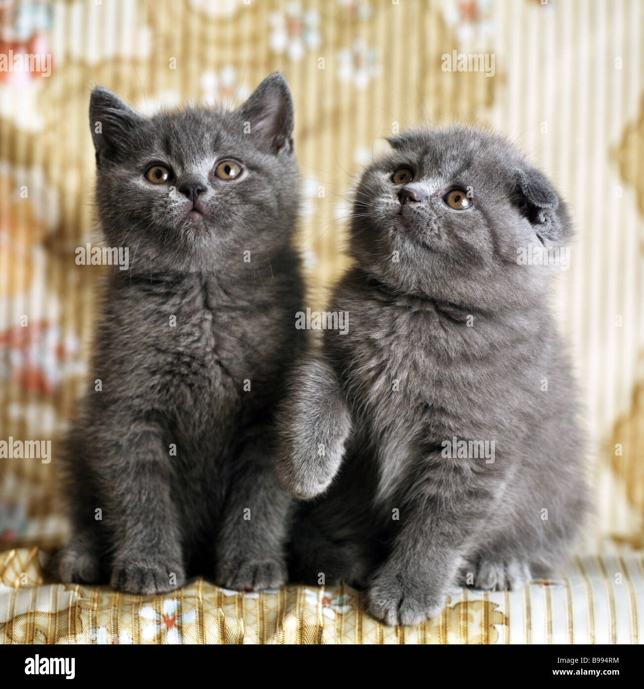 Two Scottish Fold kittens Stock Photo Alamy