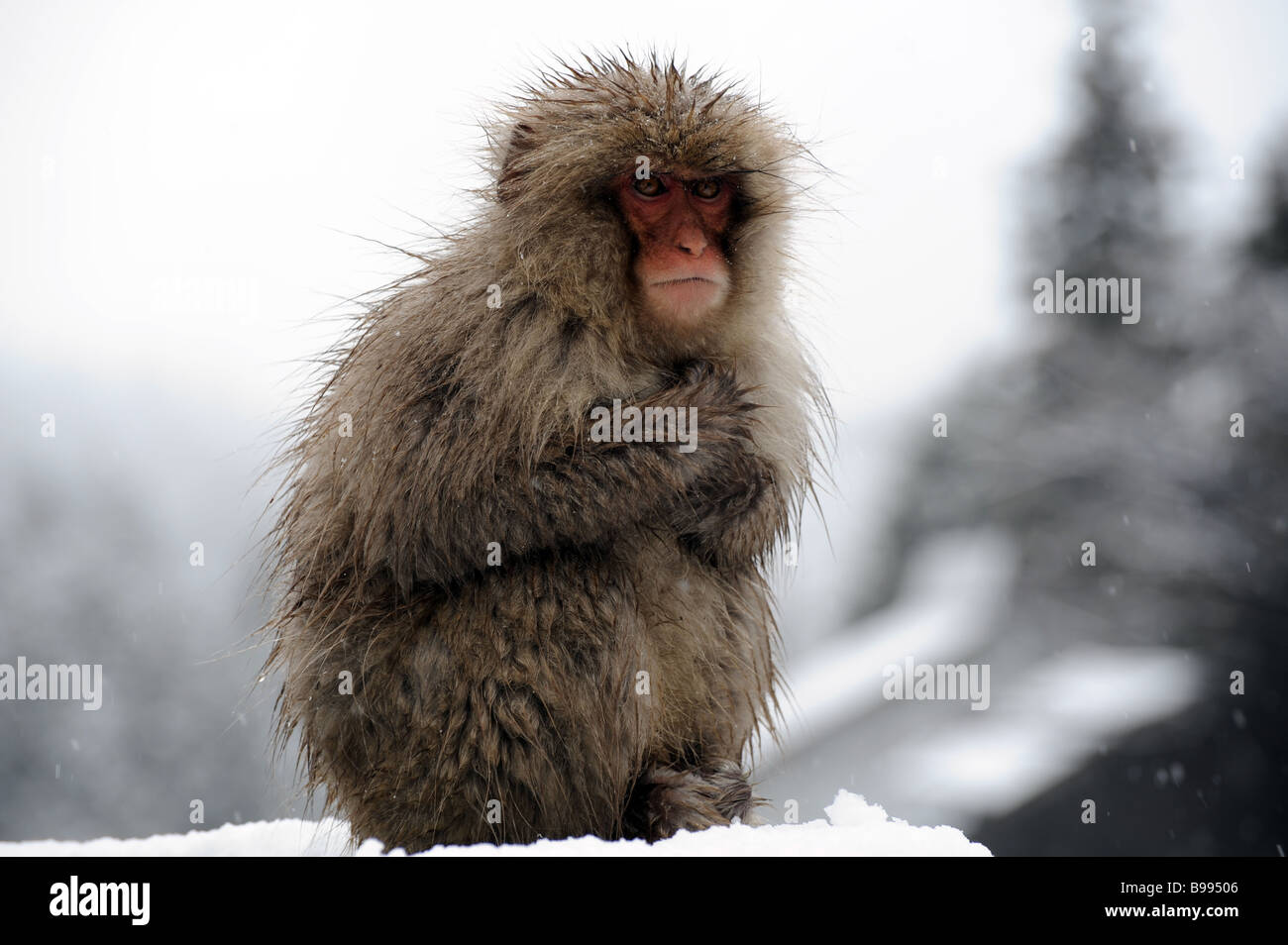 A japanese macaque cuddles against itself to withstand the cold wind. Stock Photo