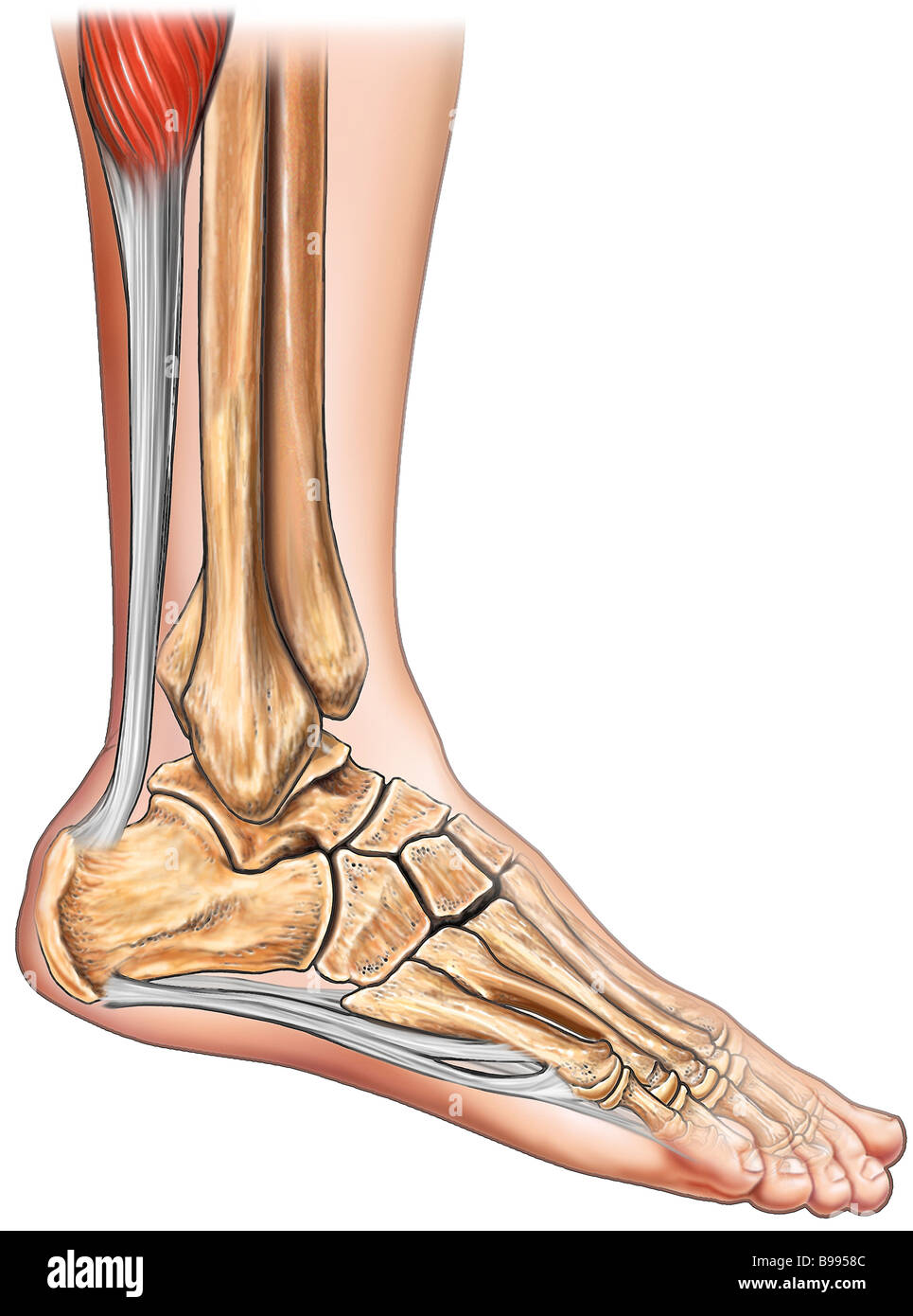 Long Fléchisseur De L Hallux Ba00036 High Resolution Stock Photography and Images - Alamy