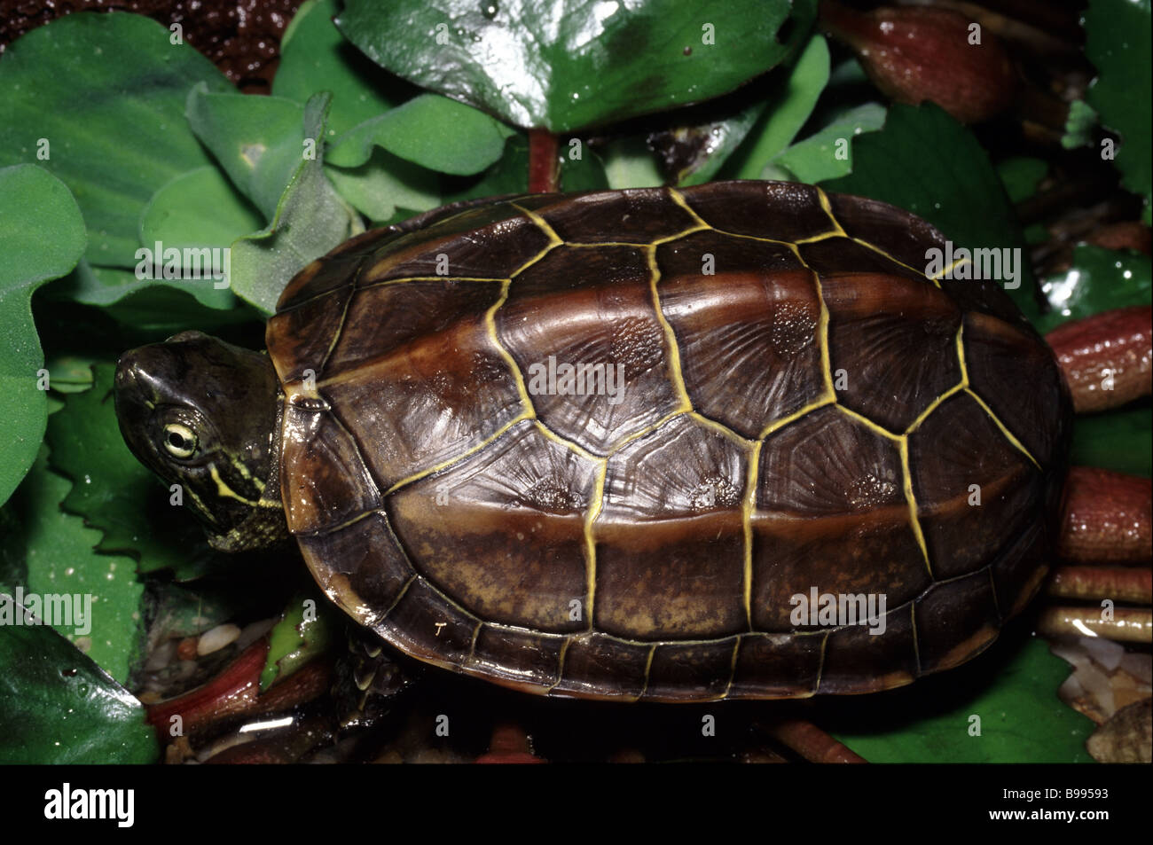 Chinese swamp turtle hires stock photography and images Alamy