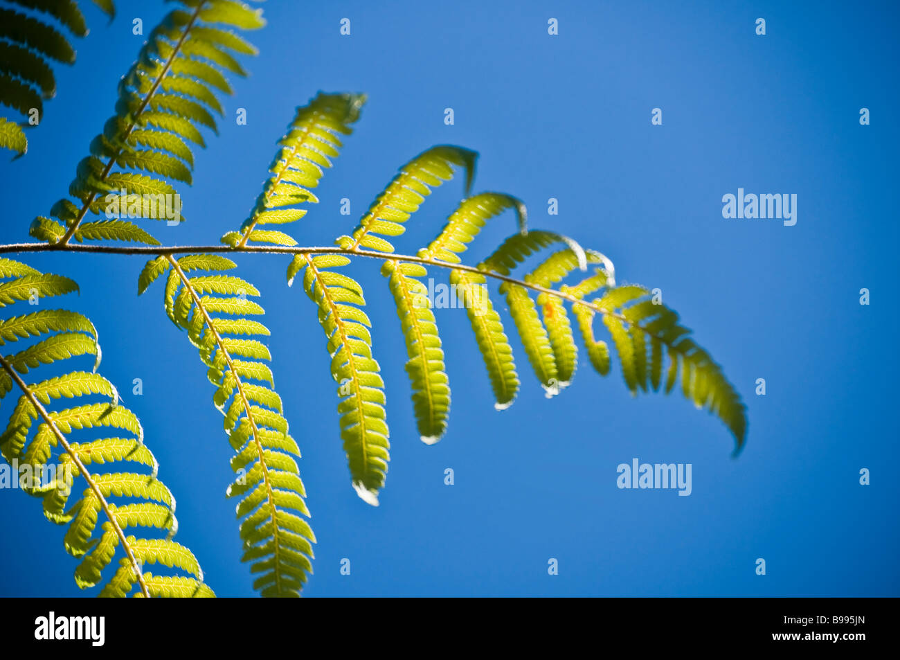 The silver tree fern Cyathea dealbata from All Blacks rugby jersey fame against a New Zealand icon with vignette Stock Photo