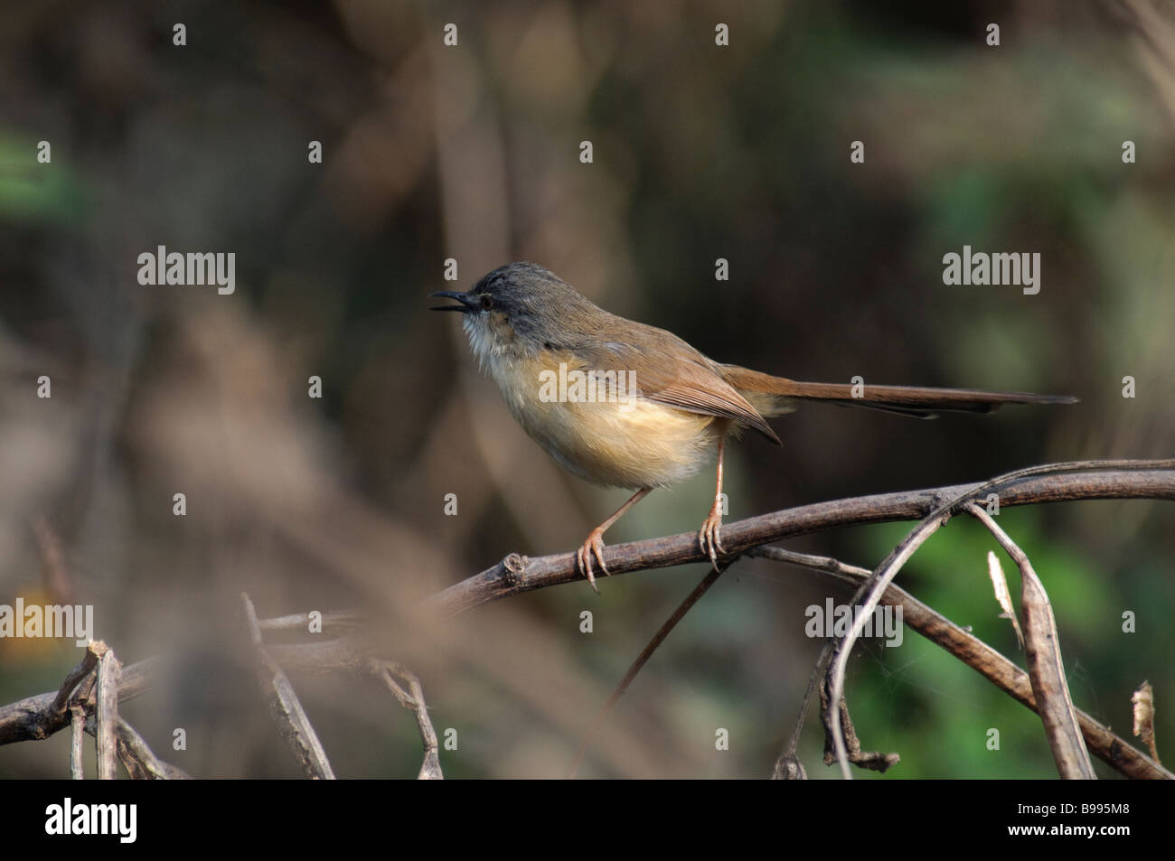 Ashy Prinia Prinia socialis in Okhla bird sanctuary India Stock Photo