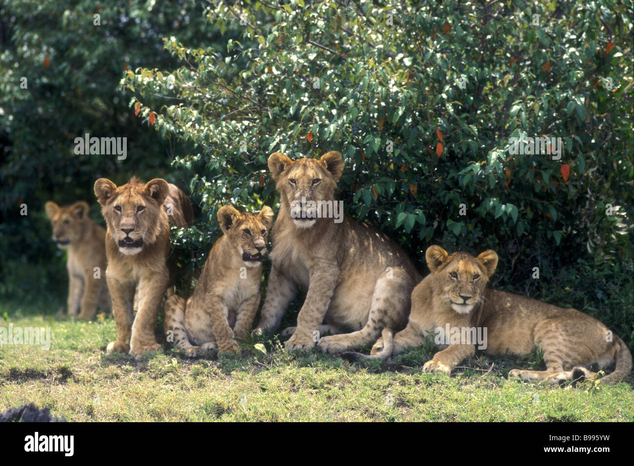 Group of five alert lion cubs resting in the shade of a Croton bush Masai Mara National Reserve Kenya East Africa Stock Photo