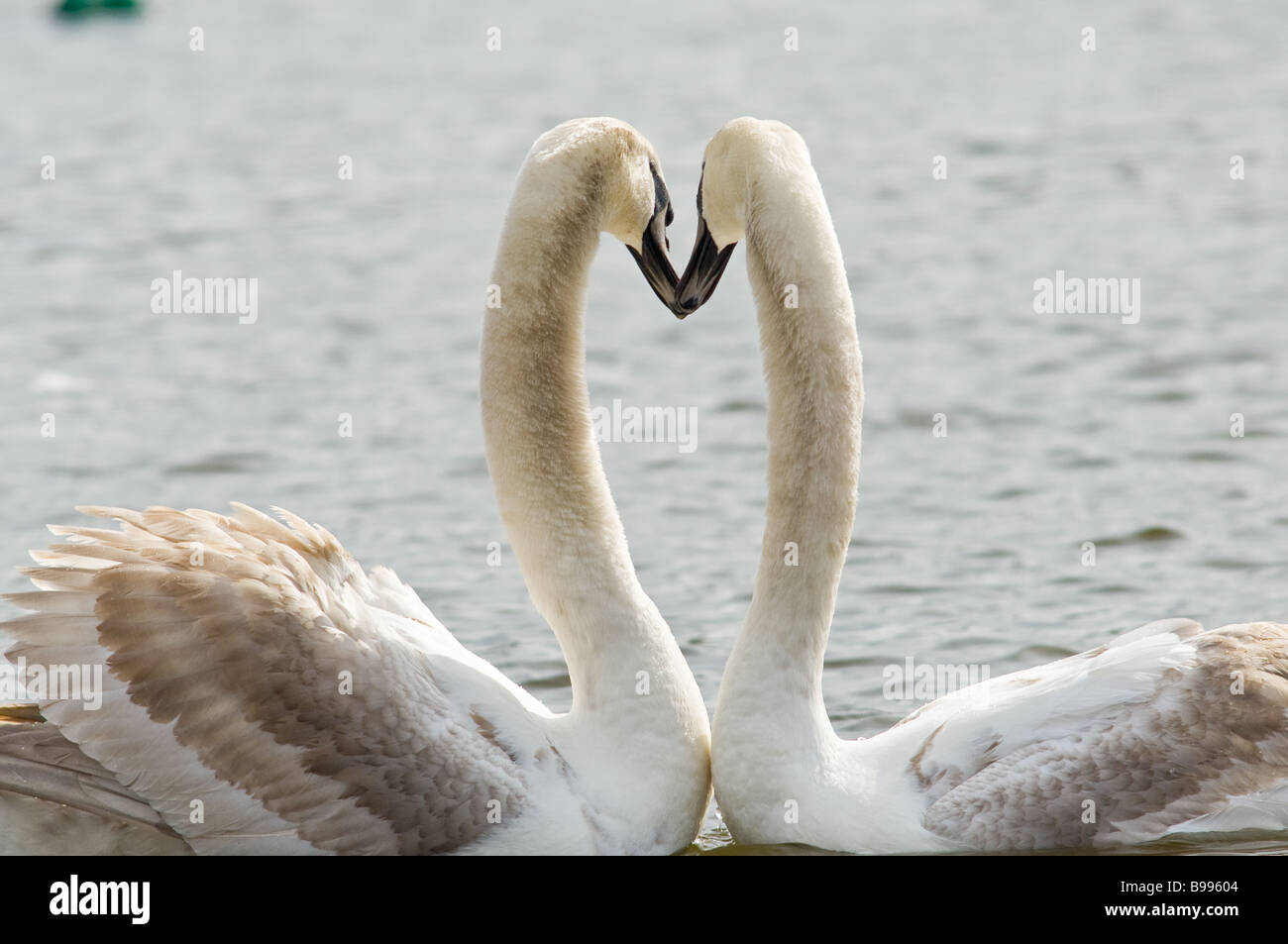 Young adult Mute swans going through their mating ritual Stock Photo