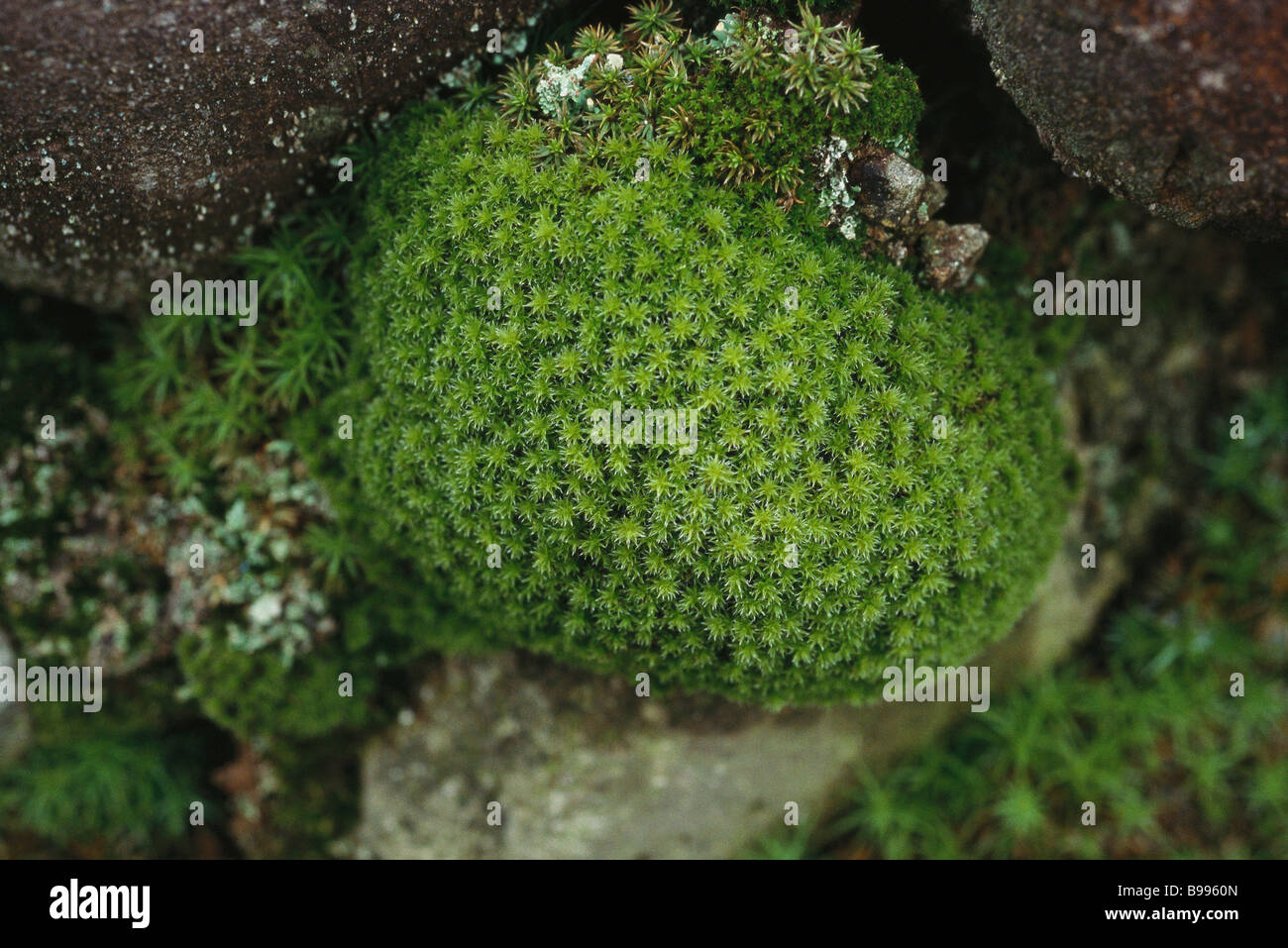 Star moss (Tortula princeps) Stock Photo