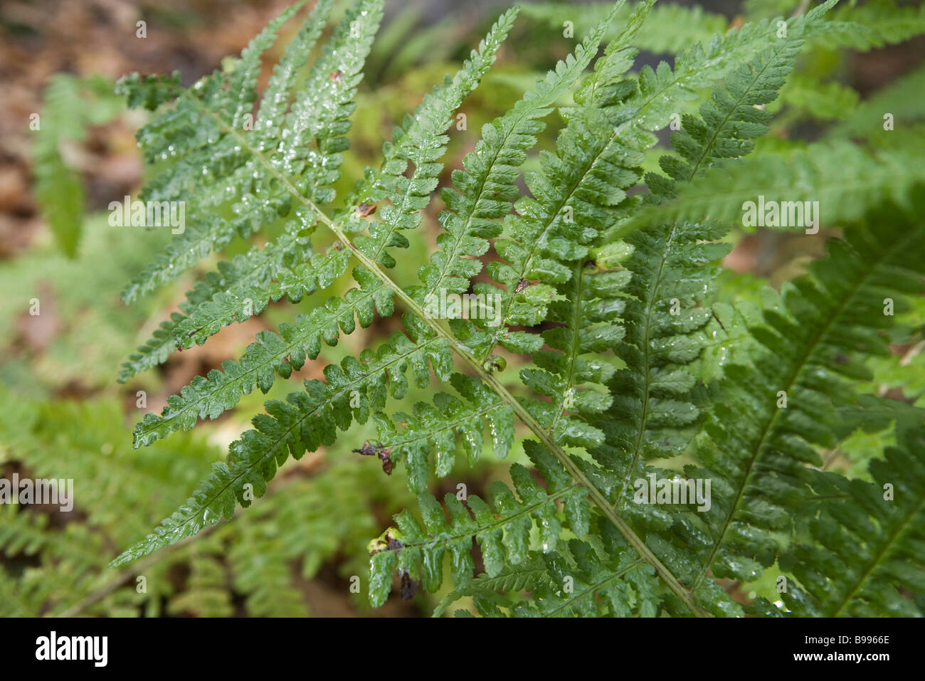Fern, closeup Stock Photo Alamy