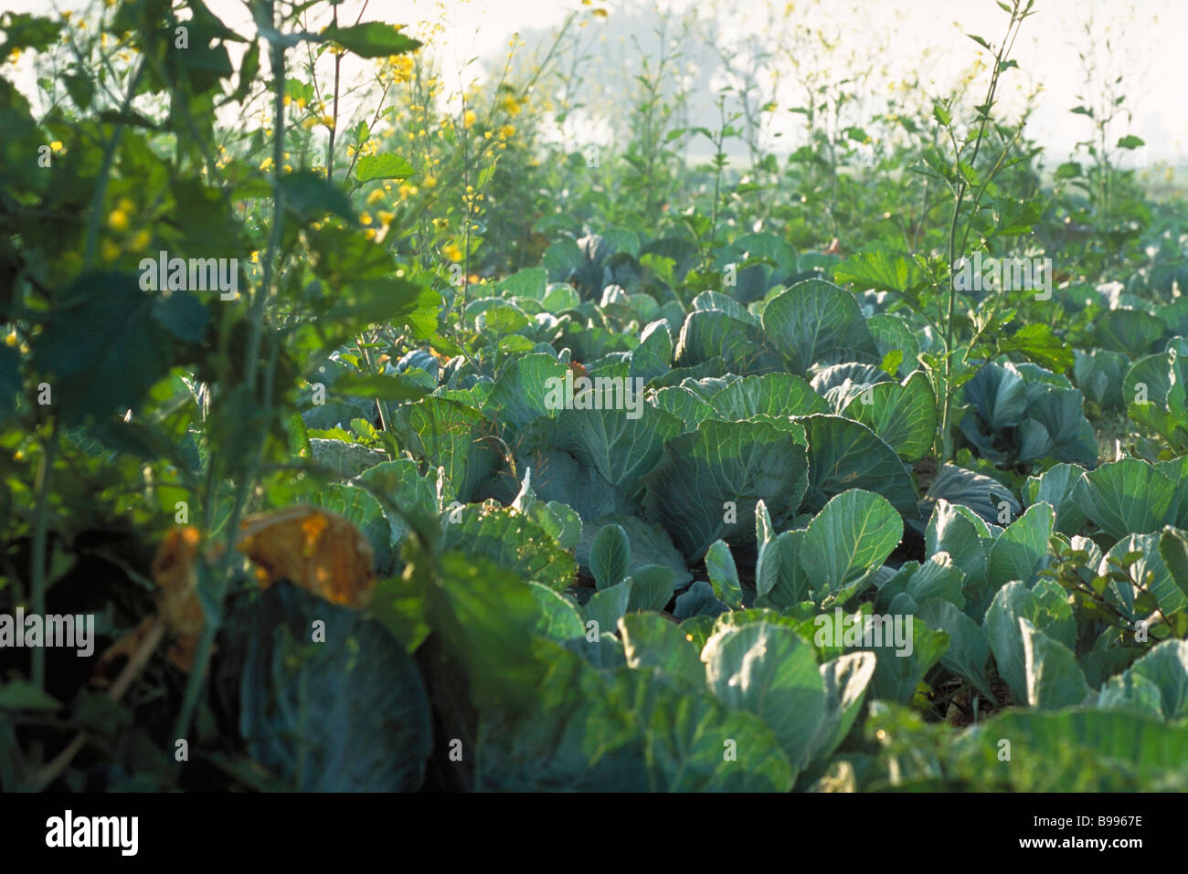Cabbage growing in field Stock Photo