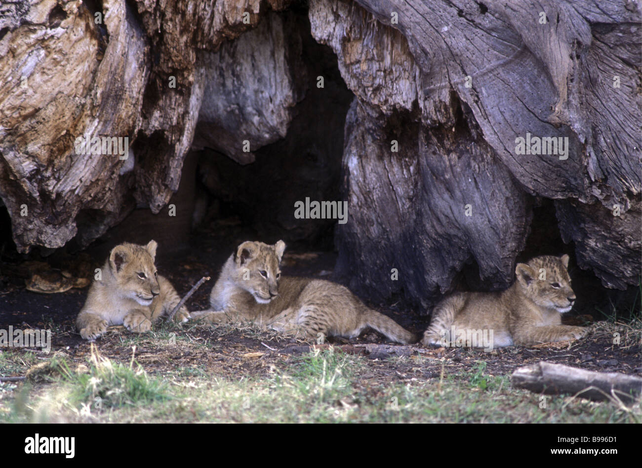 Group of three baby lion cubs at the entrance to their den under the trunk of an ancient fig tree Masai Mara National Reserve Stock Photo