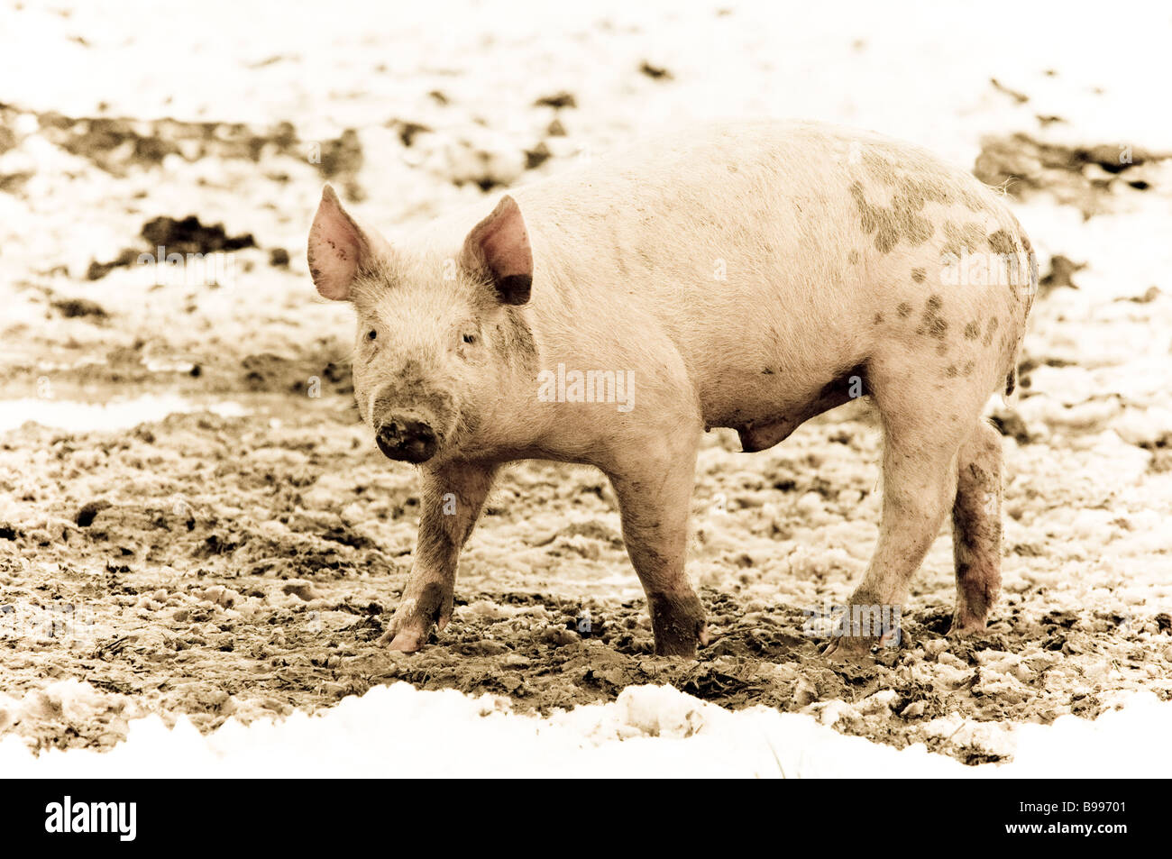 A sepia toned piglet in the snow and frozen mud Stock Photo