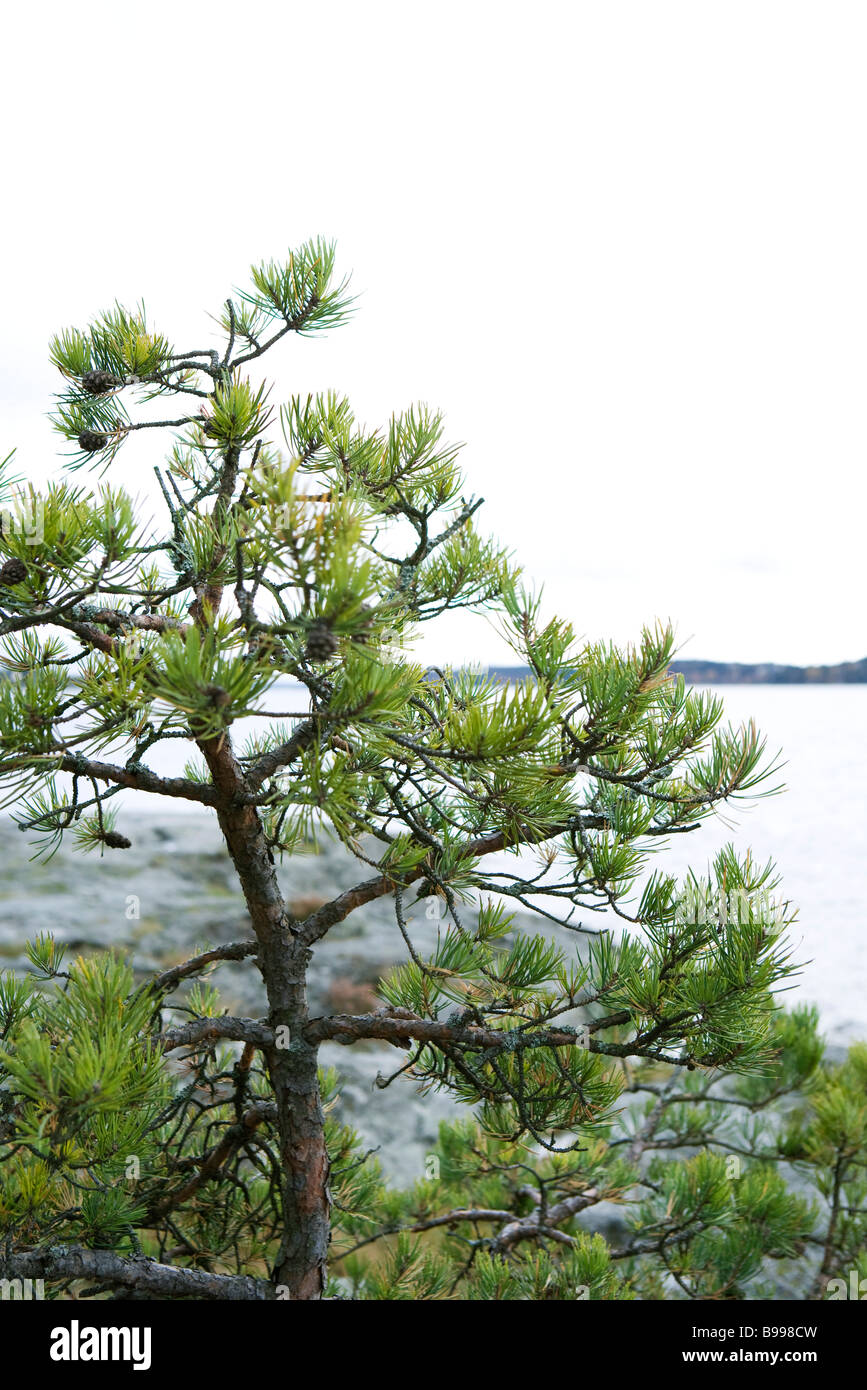 Pine tree, high angle view, cropped Stock Photo