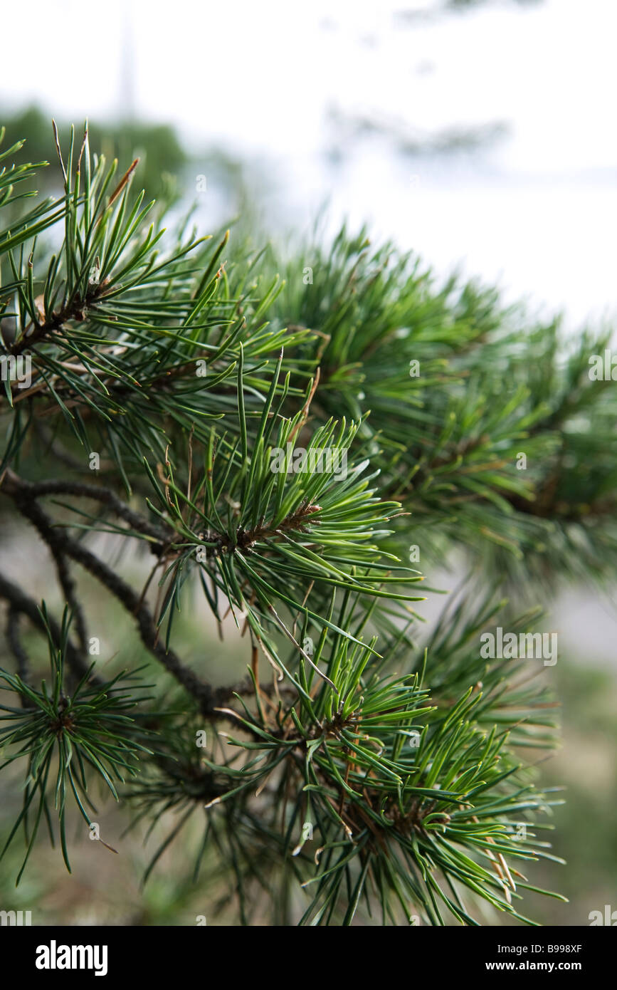 Pine tree needles extreme close hi-res stock photography and images - Alamy