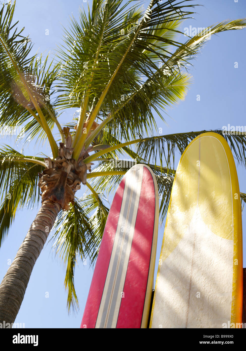 Surf boards palm trees hi-res stock photography and images - Alamy