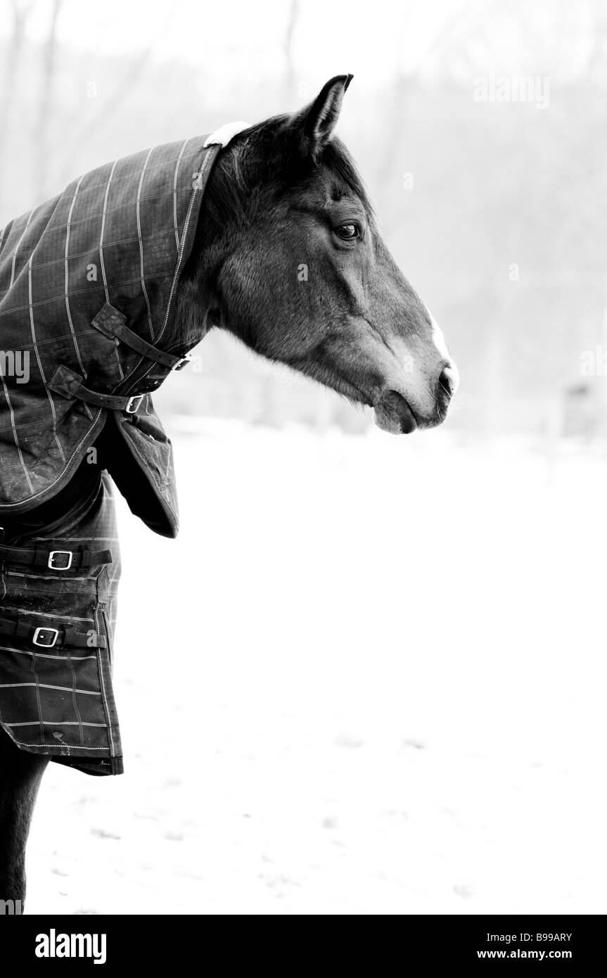 Horse wearing coat Black and White Stock Photos & Images Alamy