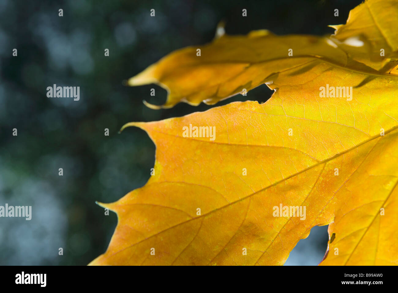 Yellow leaf, extreme close-up Stock Photo