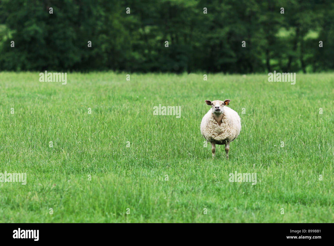 Solitary sheep in field Stock Photo