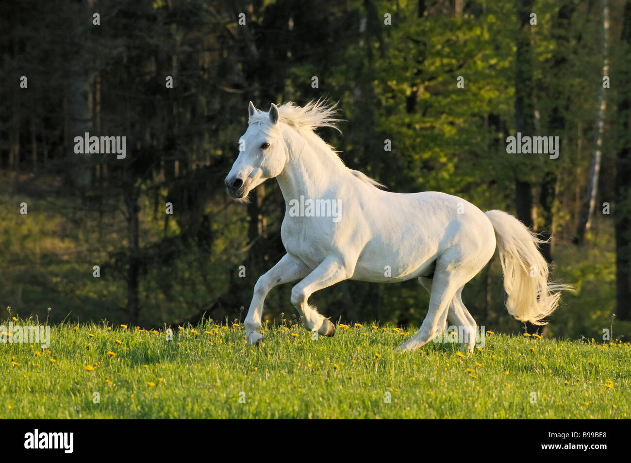 Connemara Pony Stallion White High Resolution Stock Photography And Images Alamy